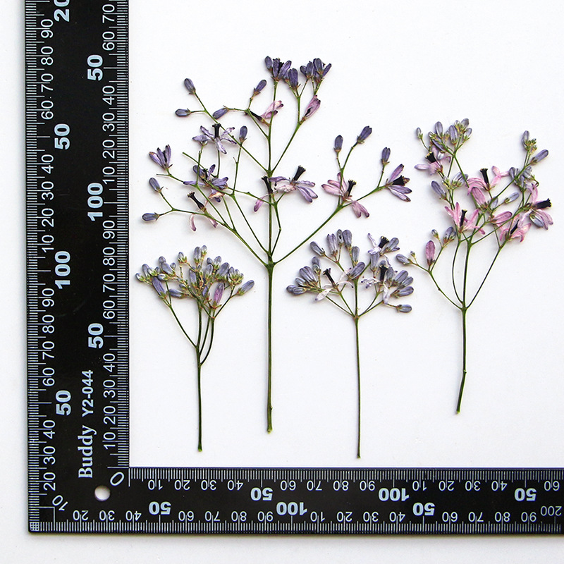 120pcs Pressed Dried Melia aze - Dried Flower Bookmark recensie en prijs