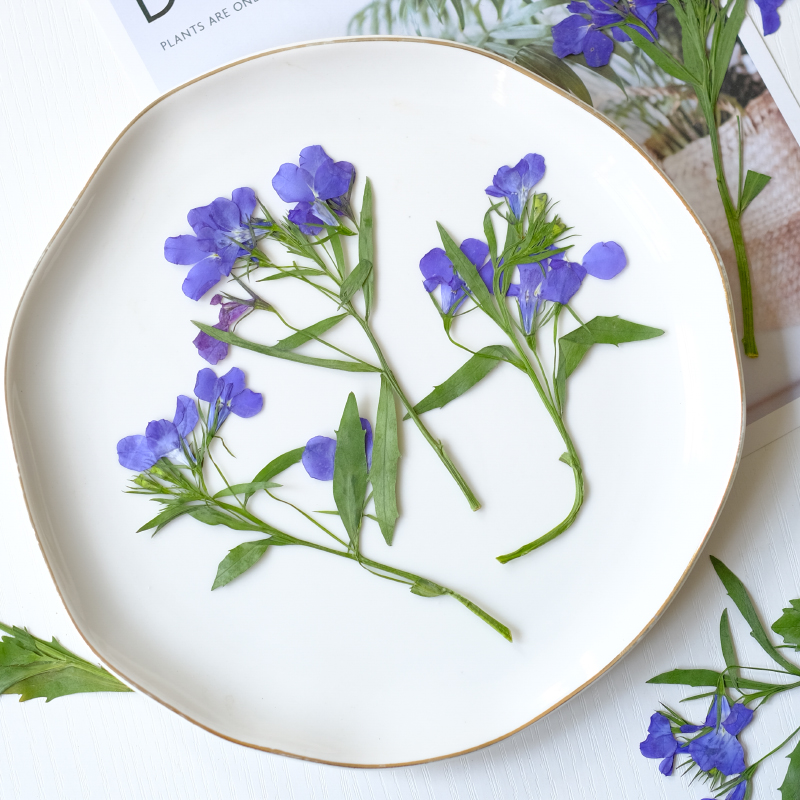 6pcs/8-13cm,nature Lobelia Eri - Dried Flower Bookmark recensie en prijs